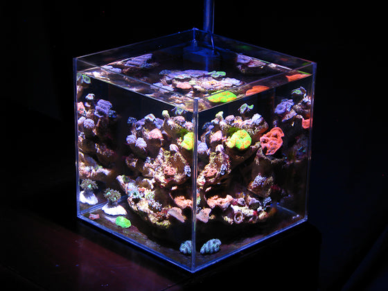 35W CREE LED Aquarium Reef Bulb w/ optional Mount - Aquarium Light