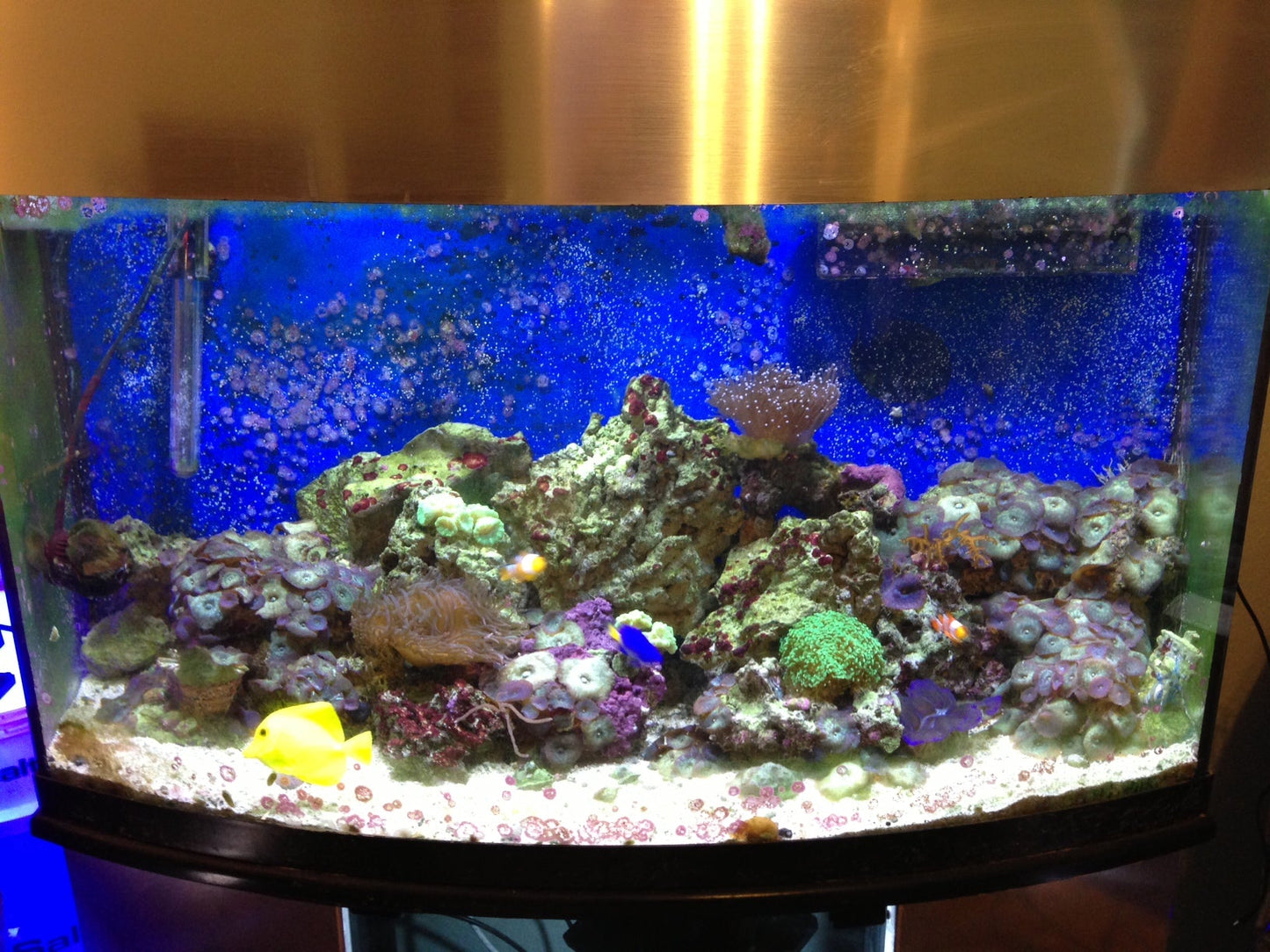 50W 6500K LED Flood Reef Light - Planted Freshwater Aquarium Light