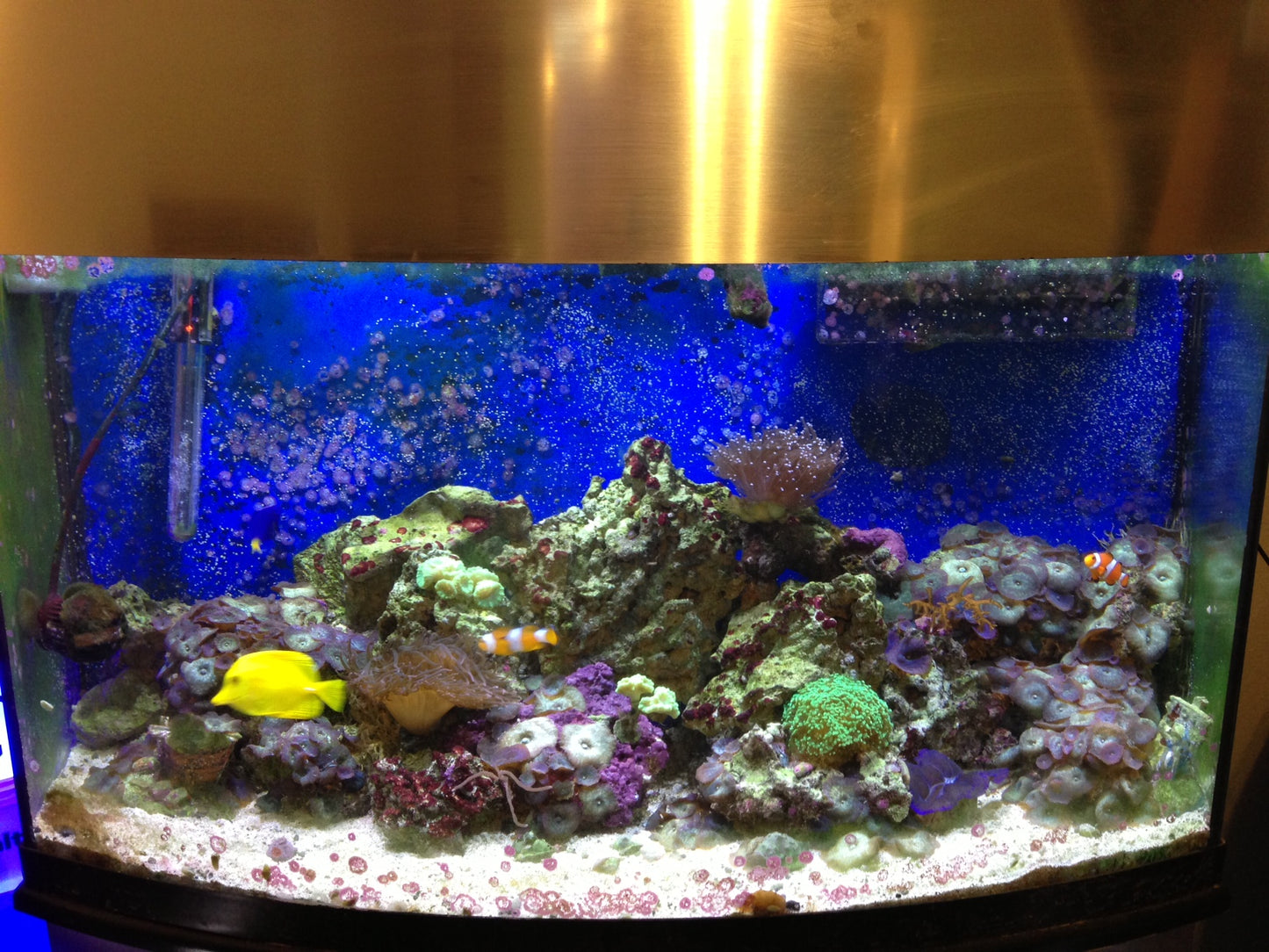 50W 453nm Actinic Blue LED Flood Reef Light - Aquarium Light